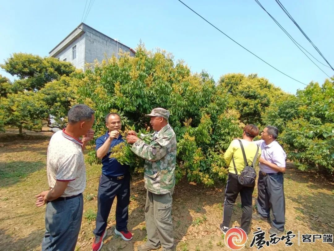 广西梧州市苍梧县：农村致富带头人赋能振兴路