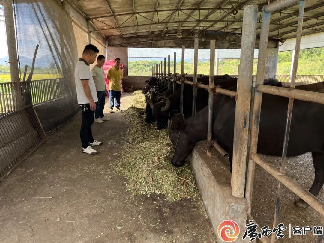 广西农村养殖致富项目_广西养殖致富技术_广西养殖业扶贫项目