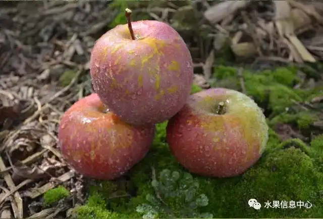 昆明的葱_昆明红葱种植技术_昆明红葱今天价格