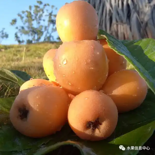 昆明红葱今天价格_昆明的葱_昆明红葱种植技术