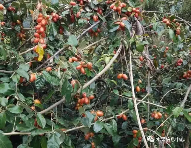 昆明红葱今天价格_昆明的葱_昆明红葱种植技术