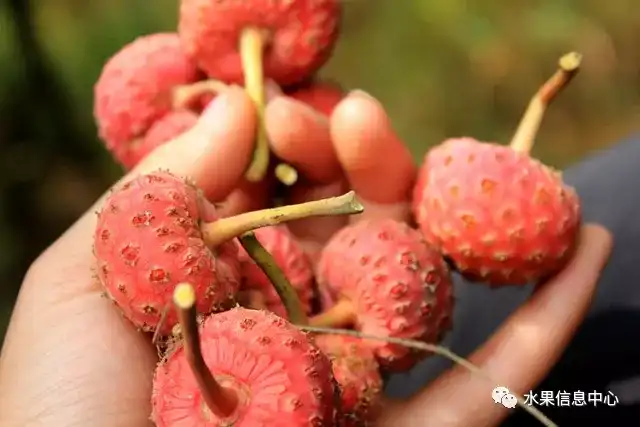 昆明的葱_昆明红葱种植技术_昆明红葱今天价格