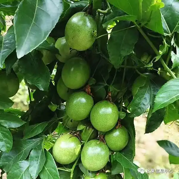 昆明红葱种植技术_昆明红葱今天价格_昆明的葱