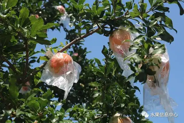 昆明红葱种植技术_昆明红葱今天价格_昆明的葱