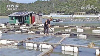 央视“致富经”聚焦宁波象山黄避岙农民共富密码