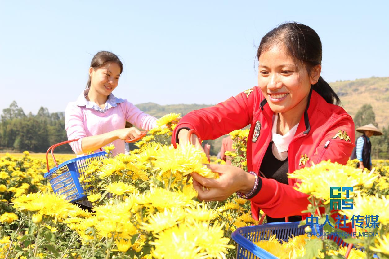 青才汇潇湘（16）丨欧阳瑶力：发展中药材种植托起乡亲们的致富梦