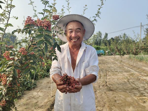 沙土地种植啥好致富_沙土地种什么经济作物_沙地种植什么赚钱