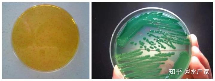 沙虾养殖周期_养殖沙虾技术_沙虾养殖基地