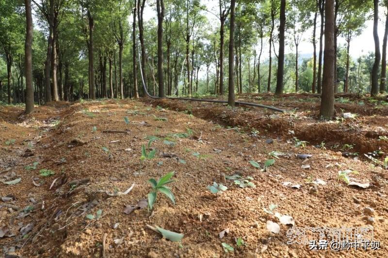 致富之路什么意思_致富之路电影_种植佩兰致富之路