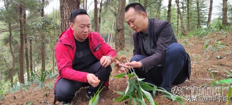 种植佩兰致富之路_致富之路什么意思_致富之路电影