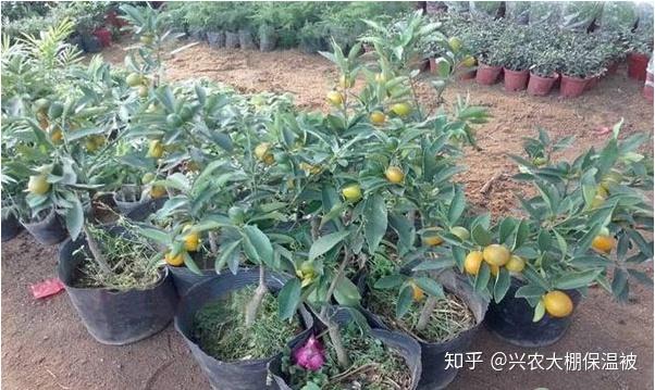 鹅柑苗多少钱一株_鹅柑种植种植技术_种植鹅柑技术视频