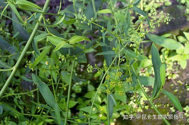 冬季种植柴胡技术与管理_柴胡冬季种植技术_柴胡冬季田间管理