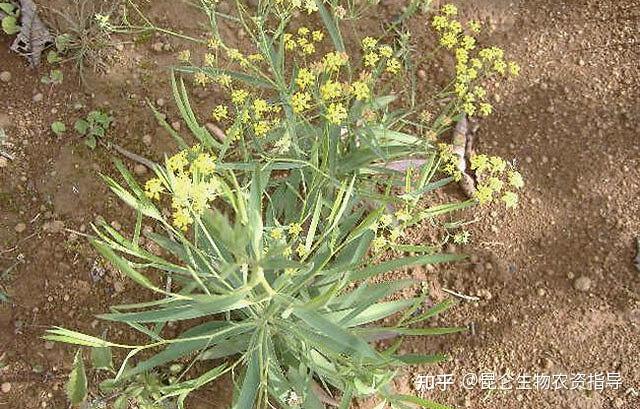 柴胡冬季田间管理_冬季种植柴胡技术与管理_柴胡冬季种植技术