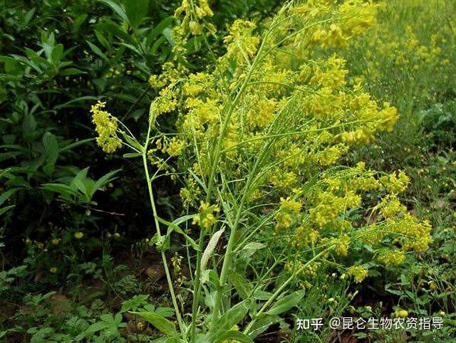 冬季种植柴胡技术与管理_柴胡冬季种植技术_柴胡冬季田间管理