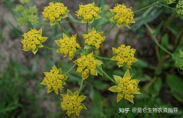 柴胡冬季种植技术_冬季种植柴胡技术与管理_柴胡冬季田间管理