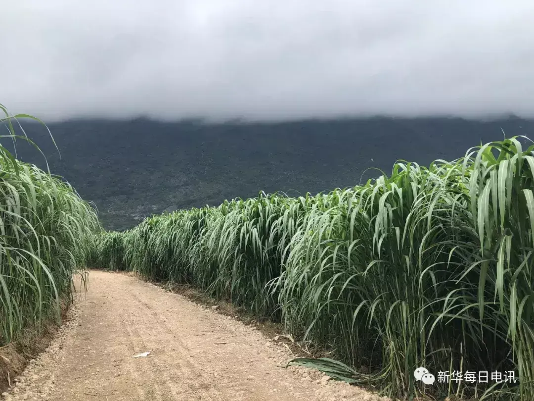 良田奇缺的山区农民都舍得用好地来种它，这种“巨草”到底有什么能耐？