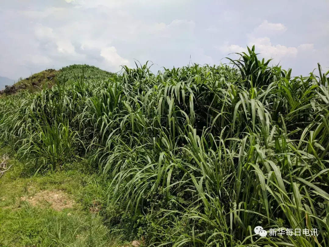 致富之路什么意思_种植佩兰致富之路_致富之路小投资办厂