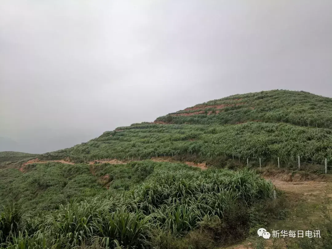 致富之路什么意思_致富之路小投资办厂_种植佩兰致富之路