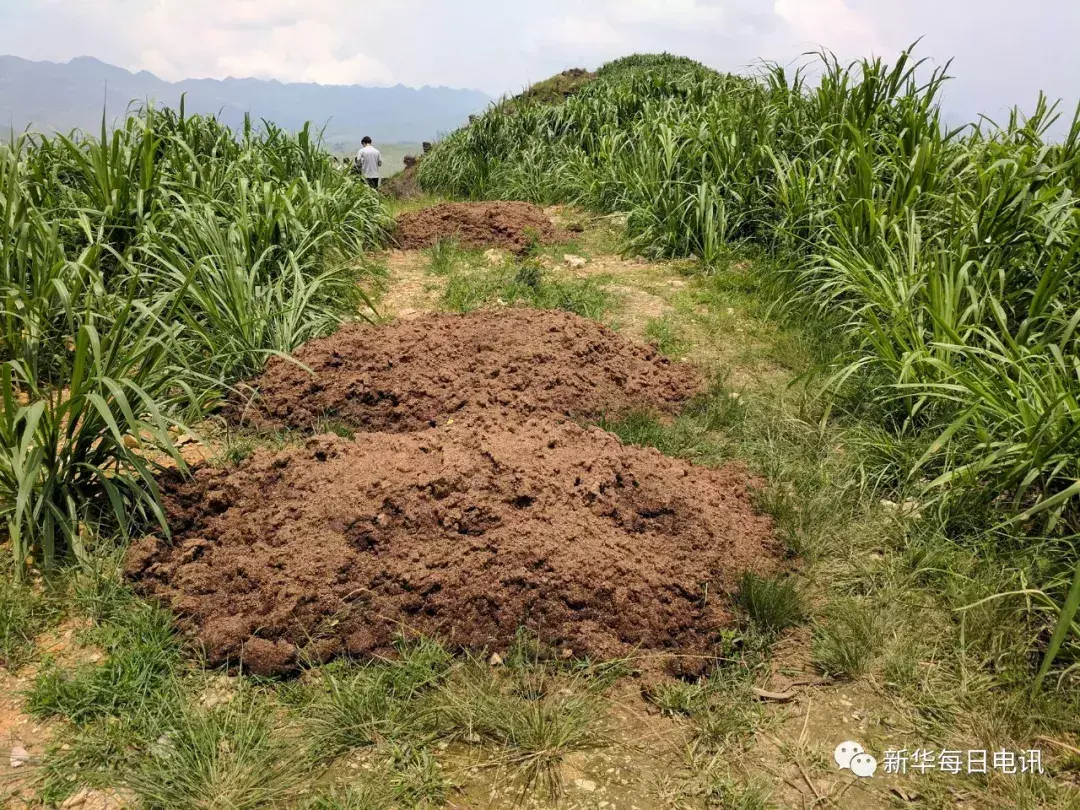 致富之路什么意思_致富之路小投资办厂_种植佩兰致富之路