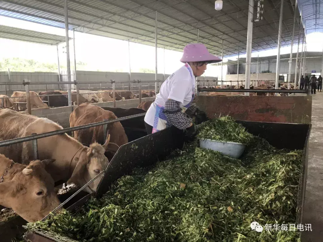 种植佩兰致富之路_致富之路小投资办厂_致富之路什么意思