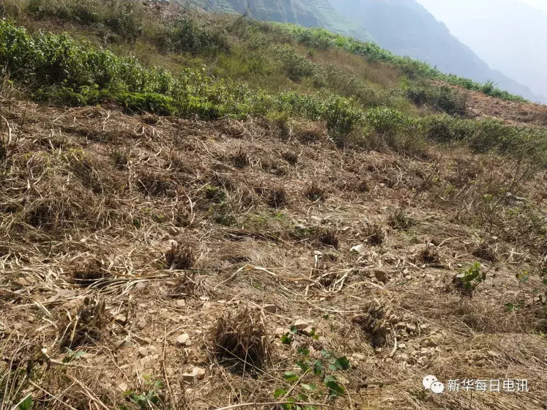 种植佩兰致富之路_致富之路小投资办厂_致富之路什么意思