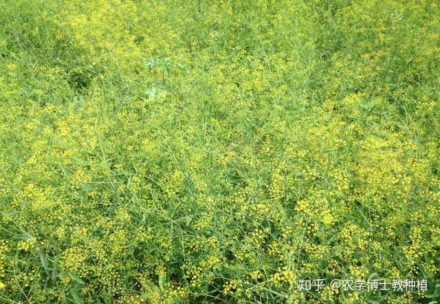 冬季种植柴胡技术与管理_柴胡冬季可以种植吗_柴胡冬季种植技术