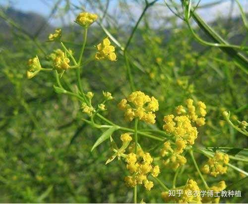柴胡冬季可以种植吗_柴胡冬季种植技术_冬季种植柴胡技术与管理