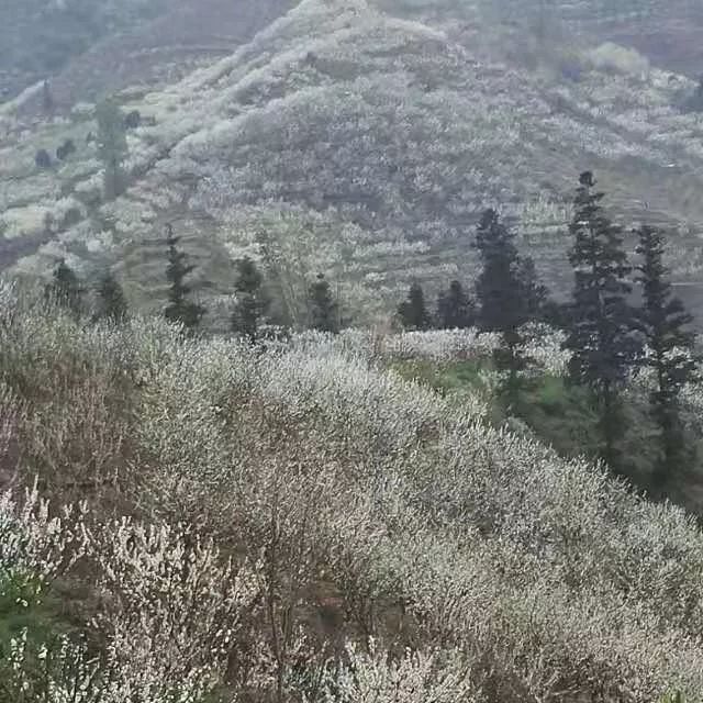 致富之路节目_致富之路电影_种植佩兰致富之路