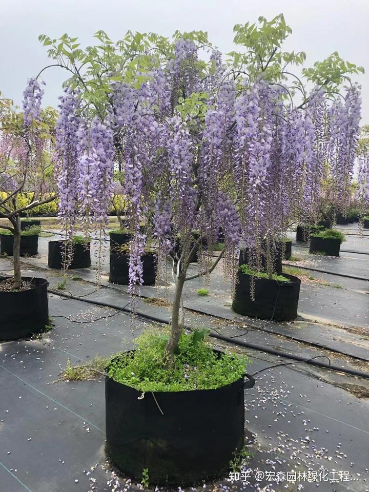 怎样种植致富快_农村致富项目种植业_种植致富好项目