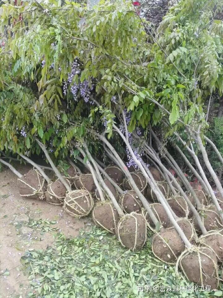 种植致富好项目_农村致富项目种植业_怎样种植致富快