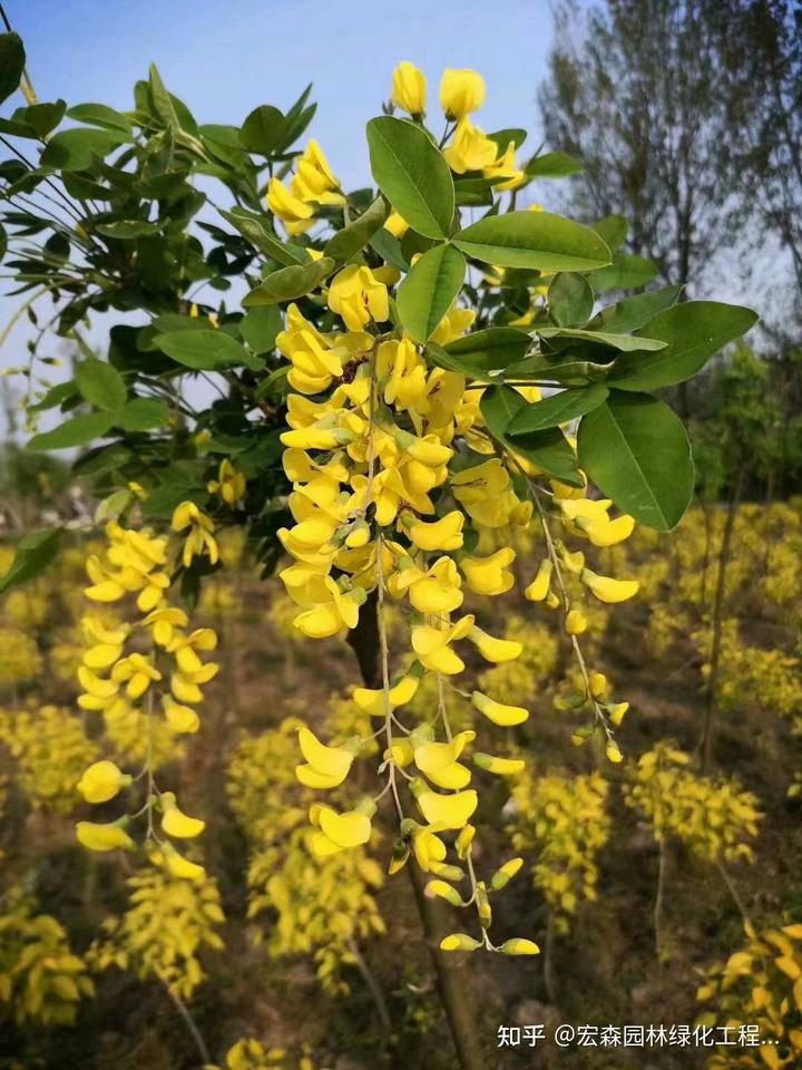 农村致富项目种植业_种植致富好项目_怎样种植致富快