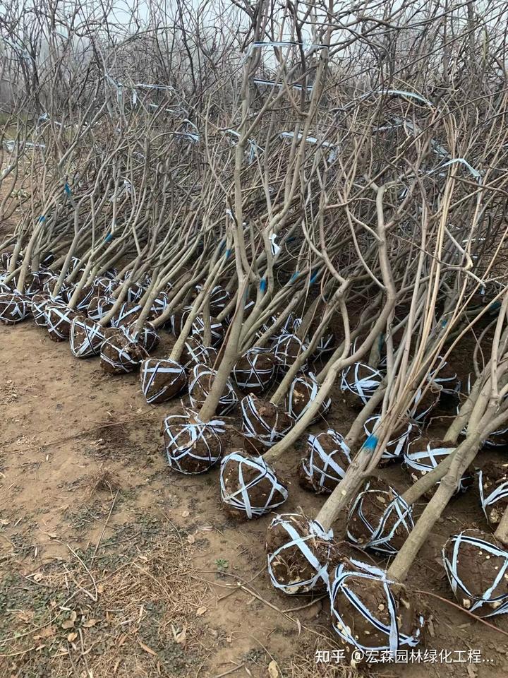 农村致富项目种植业_种植致富好项目_怎样种植致富快