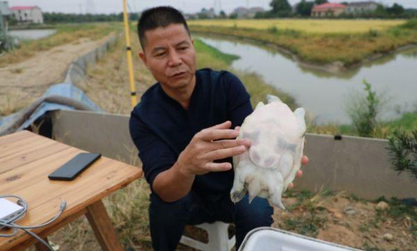 致富经小伙养殖甲鱼_致富小伙养殖甲鱼图片_致富小伙养殖甲鱼视频