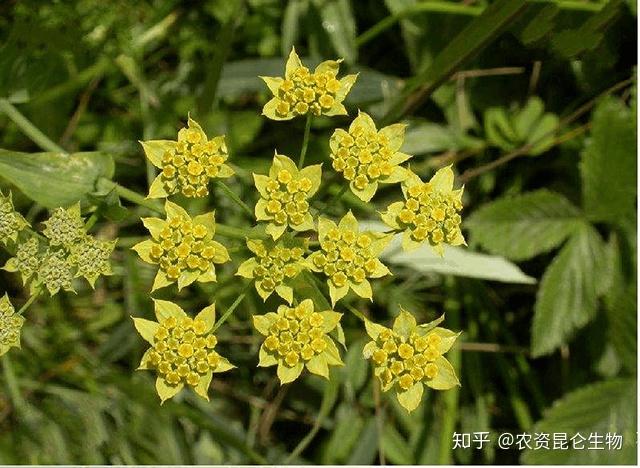 冬季种植柴胡技术要点_柴胡冬季种植技术_冬季种植柴胡技术要求