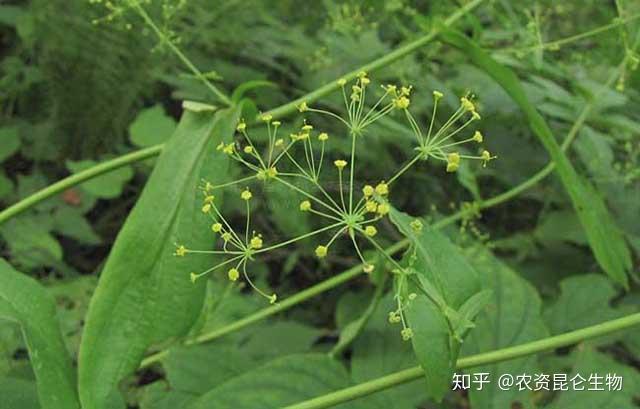 冬季种植柴胡技术要求_柴胡冬季种植技术_冬季种植柴胡技术要点