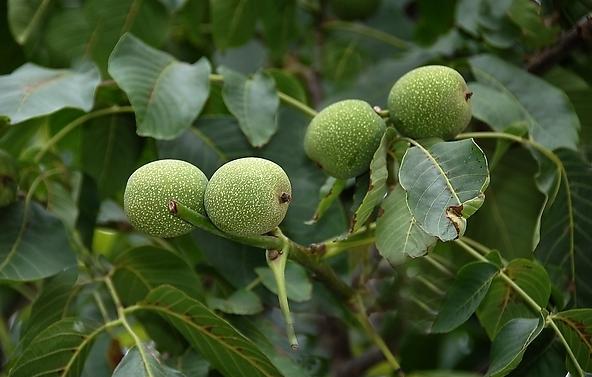 中国农民最适合种植的10种果树