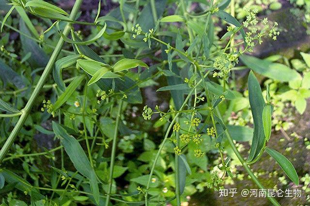 柴胡冬季田间管理_冬季种植柴胡技术与管理_柴胡冬季种植技术