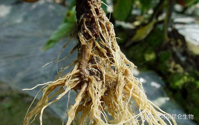 柴胡冬季种植技术_冬季种植柴胡技术与管理_柴胡冬季田间管理