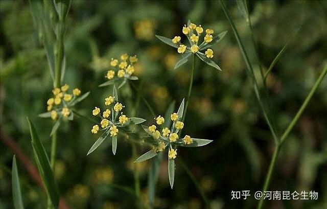 冬季种植柴胡技术与管理_柴胡冬季田间管理_柴胡冬季种植技术