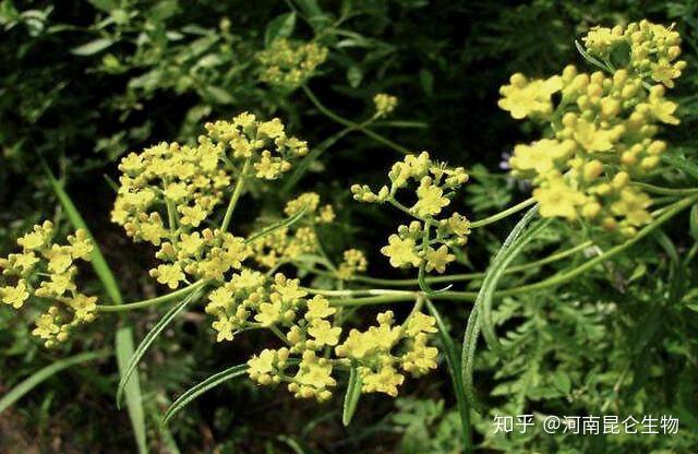 柴胡冬季田间管理_冬季种植柴胡技术与管理_柴胡冬季种植技术