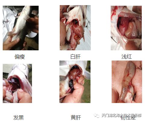 养殖鳊鱼_养殖鳇鱼_致富经养殖鮰鱼