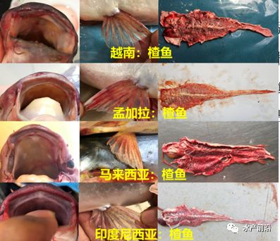 巴沙鱼养殖技术视频_巴沙鱼饲料厂家_巴沙鱼养殖技术和饲料