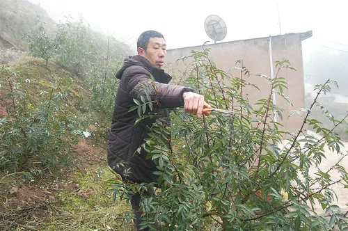 青花椒种植条件_致富经青花椒种植_种植青花椒前景怎么样