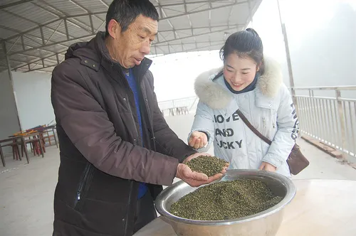 青花椒种植条件_致富经青花椒种植_种植青花椒前景怎么样