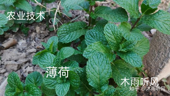 怎样种植致富快_致富种植什么比较赚大钱_致富种植业