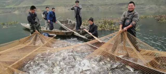 致富经台湾泥鳅_台湾泥鳅养殖技术及利润_台湾泥鳅养殖成本和经济效益