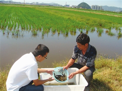 致富经养殖泥鳅视频_致富苑科技养殖泥鳅怎么样_科技苑泥鳅养殖致富经