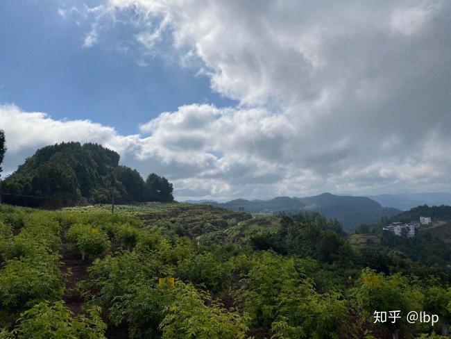 青花椒高产种植技术_种植青花椒前景怎么样_致富经青花椒种植