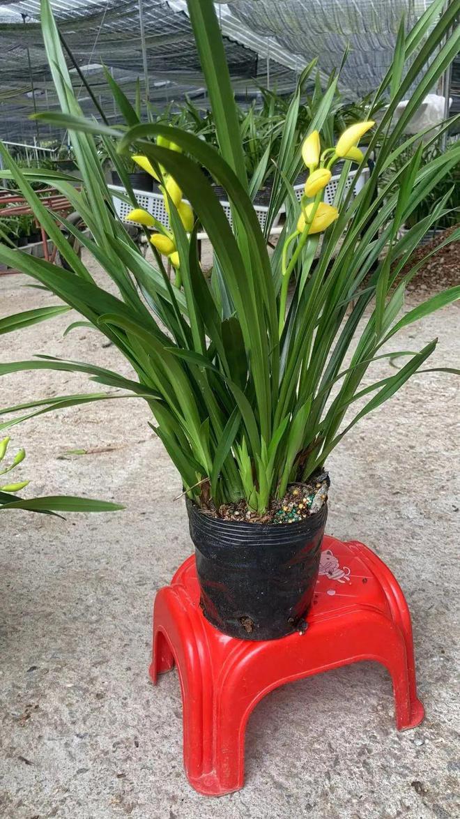 兰花种植基地技术管理_兰花种植基地技术要求_兰花基地种植技术