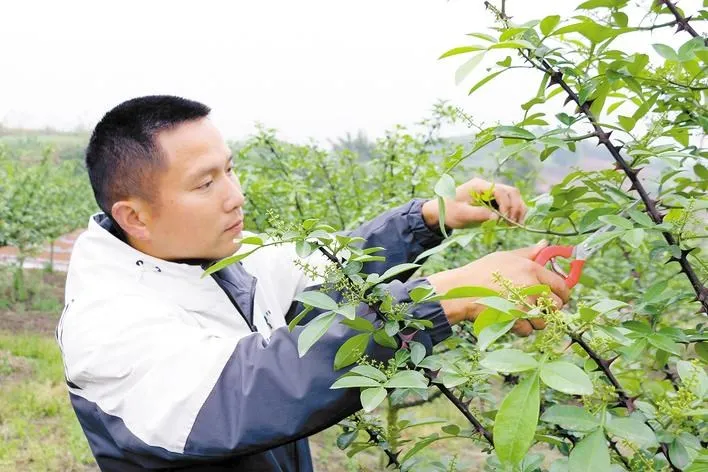 种植青花椒前景怎么样_青花椒高产种植技术_致富经青花椒种植